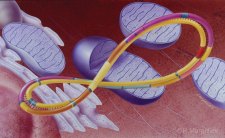 Mitochondrial Genes